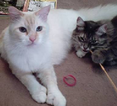 This is Sampson & Sara. Sampson is the white one and he has eight toes on each front paw; he is a polydactl. Sara was only five days old when I found her and almost dead. 