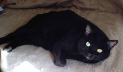 This is Smokey, he has the most beautiful eyes.