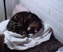 This is Stripes, it's hard to see him. I will try and get a better picture of him.
